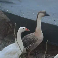 یک غاز و قو غاز نرو ماده