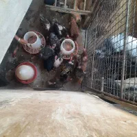 مرغ و خروس محلی|حیوانات مزرعه|سیوان, |دیوار