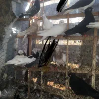 کبوتر|پرنده|بجنورد, |دیوار