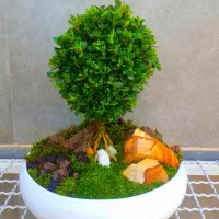 بن سای کاج نانا