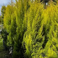 کاج طلایی (لاوسون ) ارتفاع ۱/۶۰ تا ۲/۳۰