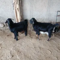 بزداشتی|حیوانات مزرعه|مهران (ایلام), |دیوار