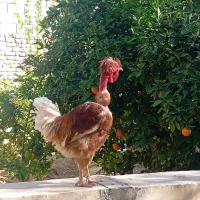 خروس گردن گلابی