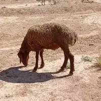 بره نر