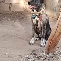 سگ واگذار