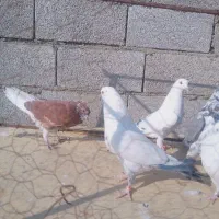 کفتر|پرنده|رودهن, |دیوار