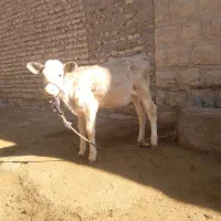 گوساله ماده