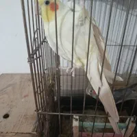 عروس هلندی نر و ماده