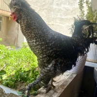 خروس نژاد سلطان رگ خونی اصیل