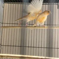 دوجفت قناری مست|پرنده|ملایر, |دیوار