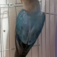 طوطی برزیلی ۲ ماهه