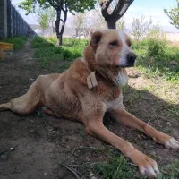 سگ نگهبان نژاد دار