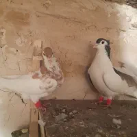 کبوتر|پرنده|گلبهار, شهر جدید گلبهار|دیوار