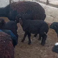 گوسفند|حیوانات مزرعه|بکتاش, |دیوار