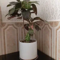 گل طبیعی بزرگ|گل و گیاه طبیعی|سبزوار, شرق کال شمالی|دیوار