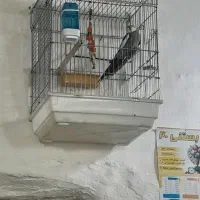 عروس هلندی نر|پرنده|دوتپه, |دیوار