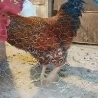 خروس|حیوانات مزرعه|دزفول, |دیوار