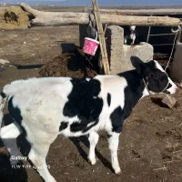 گاو شیری در گرماب