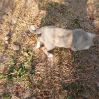 توله سگ|سگ|سلفچگان, |دیوار