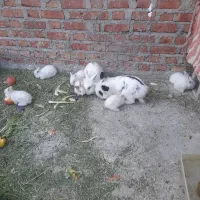 فروش خرگوش نژاد انگواره چشم ابی بچه 40روزه