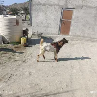 بز نری چاق فروشی اطراف بشاکرد