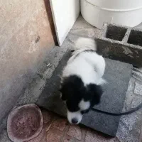 سگ پاکوتاه تربیت شده فروشی|سگ|هشتگرد, هشتگرد قدیم|دیوار