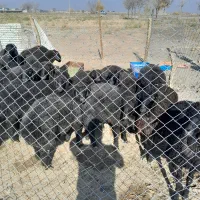 بره چاق کم شکم جفتی ۷۰