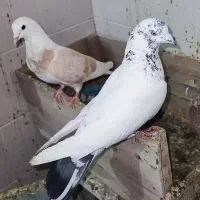 7 تا کفتر 2 تومن مفت