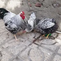 ویاندوت سیلور