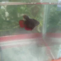 ماهی فایتر|ماهی|نظرآباد, مسکن مهر نظرآباد|دیوار