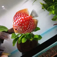 ماهی دیسکس مولد