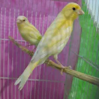 ۲ عدد قناری با قفس بزرگ