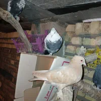 کفتر رنگی 8عدد|پرنده|فولادشهر, فولادشهر|دیوار