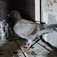 دوبر مسافتی ،سرعتی، نژاد دار|پرنده|اردبیل, |دیوار