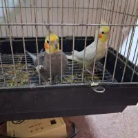 اهواز حمیدیه