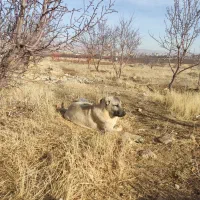 توله 5ماهه.نصل درجه یک اینده دار