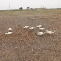 اردک اسرائیلی از نژاد سفید|حیوانات مزرعه|مینودشت, |دیوار