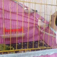 دوجفت فنچ نرگسی شکلاتی باقفس