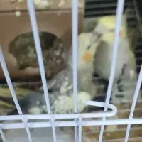 عروس هلندنرماده مولدکارداده