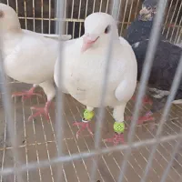 پنج عدد کبوتر صحیح و سالم همه یکجا دو تومن