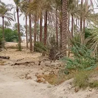 فروش هشتاد اصل نخل