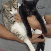 فروش گربه خونگی dsh نژاد هندی|گربه|بابل, |دیوار