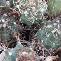 فروش  انواع کاکتوس گلخونه ای  محدوده تهرانپارس