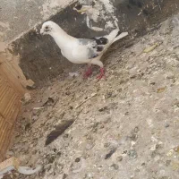 کفتر