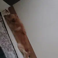 سگ پامر روباهی