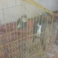 دو جفت عروس هلندی با قفس|پرنده|رشت, حومه رشت|دیوار