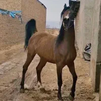 نریان دره شوری|اسب و تجهیزات اسب‌سواری|زنجان, |دیوار