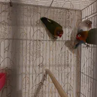 عروس کوتوله با جوجه|پرنده|مشهد, شهرک مهرگان|دیوار