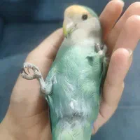 طوطی برزیلی آموزش دیده|پرنده|مشهد, فارغ التحصیلان|دیوار