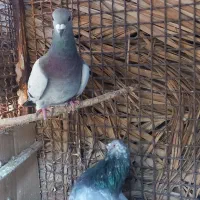 سبز کلاغ نر|پرنده|نرماشیر, |دیوار